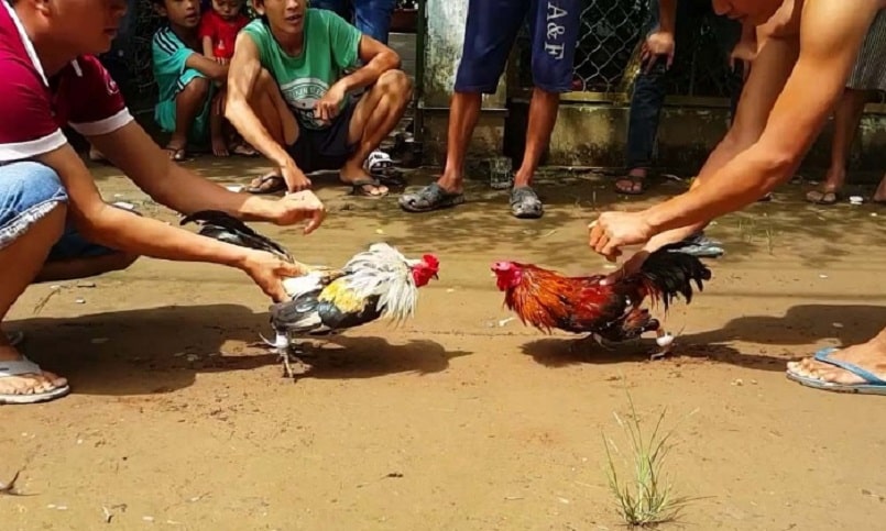 Đấu gà thomo tại Campuchia